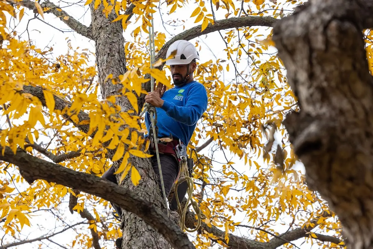 Skilled Tree Transplanting crew working in Soldier